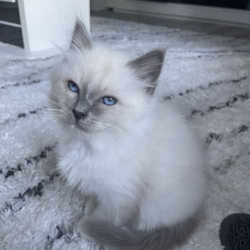 Chatons 