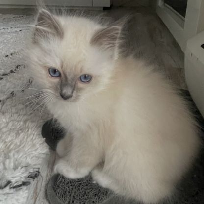 Chatons 