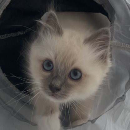 Chatons 