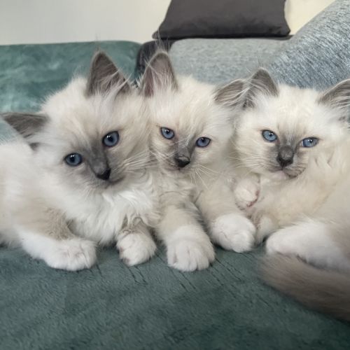 Chatons 