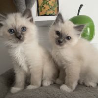 Chatons 