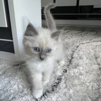 Chatons 