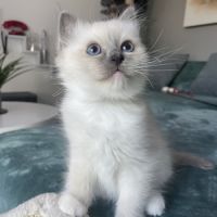 Chatons 