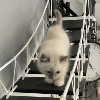 Chatons 