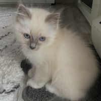 Chatons 
