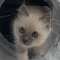 Chatons 