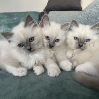 Chatons 