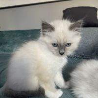 Chatons 