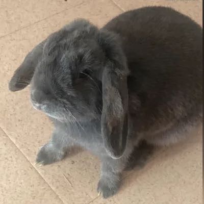 Lapin bélier trop chou