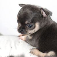 Magnifique chiot chihuahua femelle lof