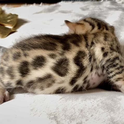 Magnifiques chatons bengals #3