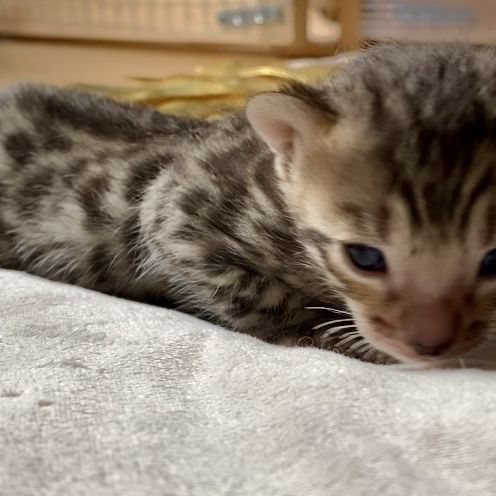 Magnifiques chatons bengals