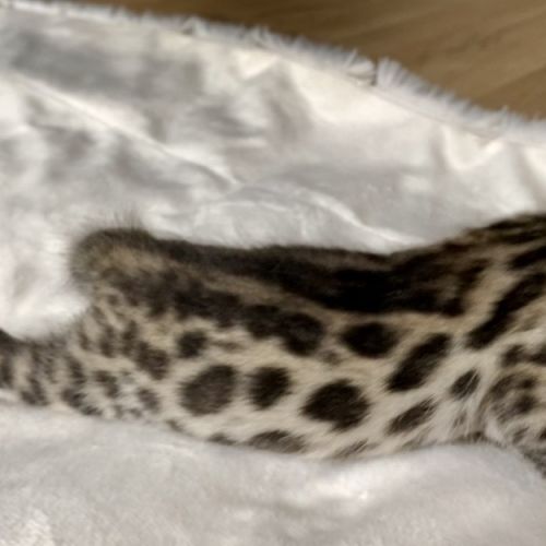 Magnifiques chatons bengals #6