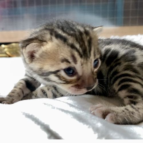 Magnifiques chatons bengals #7