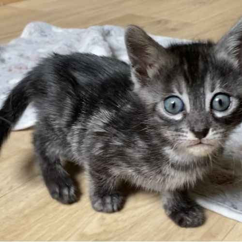 Magnifiques chatons bengals #9