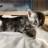 Magnifiques chatons bengals #1