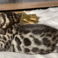 Magnifiques chatons bengals #2
