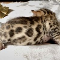 Magnifiques chatons bengals #3