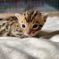 Magnifiques chatons bengals #4