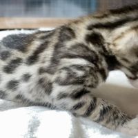 Magnifiques chatons bengals #8