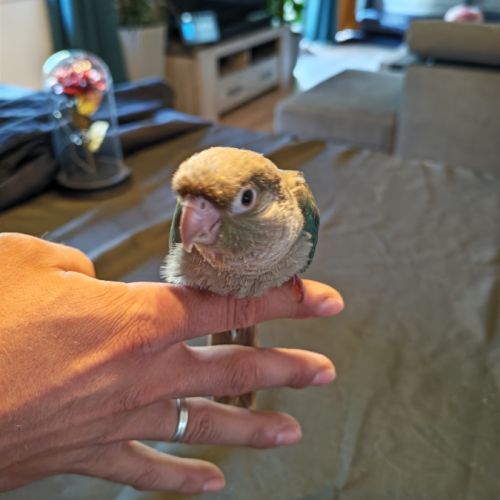 Femelle conure eam opaline cinamon #2
