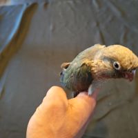 Femelle conure eam opaline cinamon #0