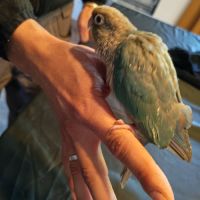 Femelle conure eam opaline cinamon #3