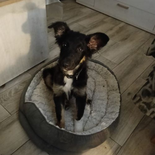 Dama chiot femelle, sociable affectueuse et très