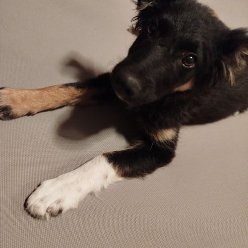 Dama chiot femelle, sociable affectueuse et très #4