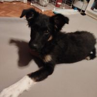 Dama chiot femelle, sociable affectueuse et très #1