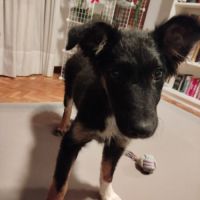 Dama chiot femelle, sociable affectueuse et très #2
