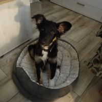 Dama chiot femelle, sociable affectueuse et très