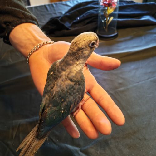 Petit conure mâle eam #1