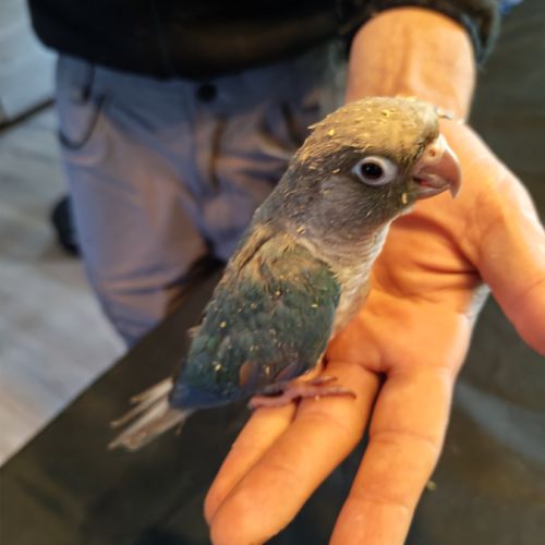 Petit conure mâle eam #2