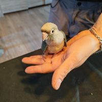 Petit conure mâle eam