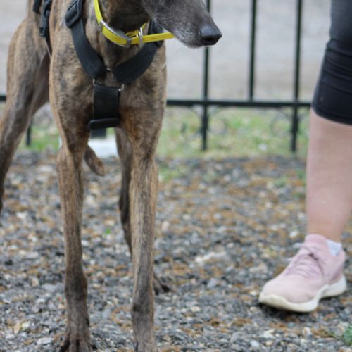 Luna  jolie galga tellement douce et patiente #1