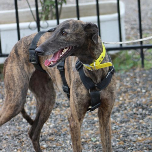 Luna  jolie galga tellement douce et patiente