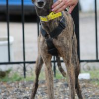 Luna  jolie galga tellement douce et patiente #2