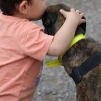 Luna  jolie galga tellement douce et patiente #3