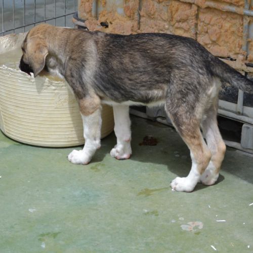 Nami adorable chiot femelle mastin #2