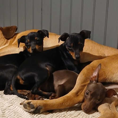 Chiots pinscher nains a vendre #2