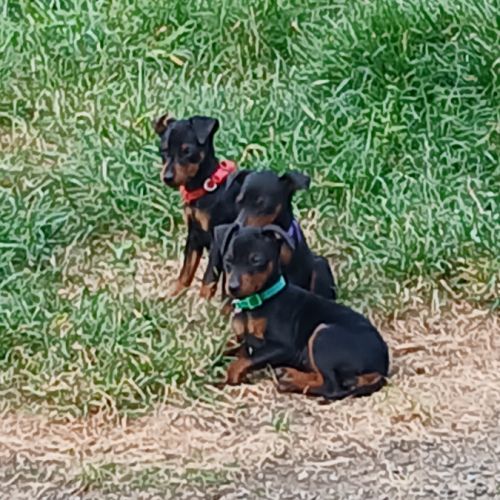 Chiots pinscher nains a vendre #3