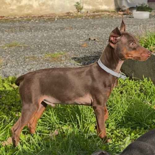 Chiots pinscher nains a vendre #5