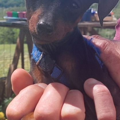 Chiots pinscher nains a vendre
