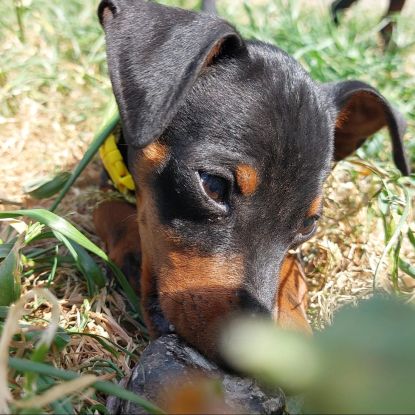 Chiots pinscher nains a vendre #7