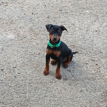 Chiots pinscher nains a vendre #8