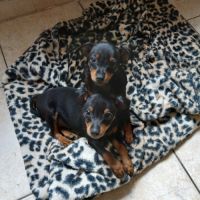 Chiots pinscher nains a vendre #1