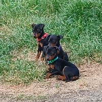 Chiots pinscher nains a vendre #3