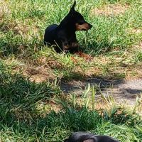 Chiots pinscher nains a vendre #4