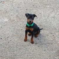 Chiots pinscher nains a vendre #8